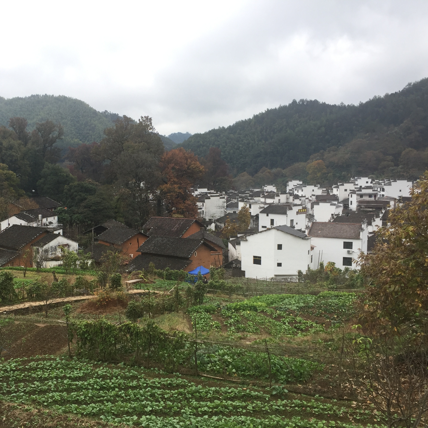 小奶油