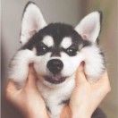 唱歌的骡