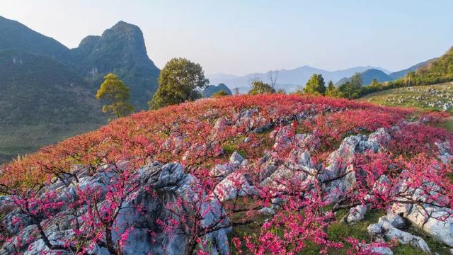 桃花谷里桃花仙翁源邀你赴一场与花的约会