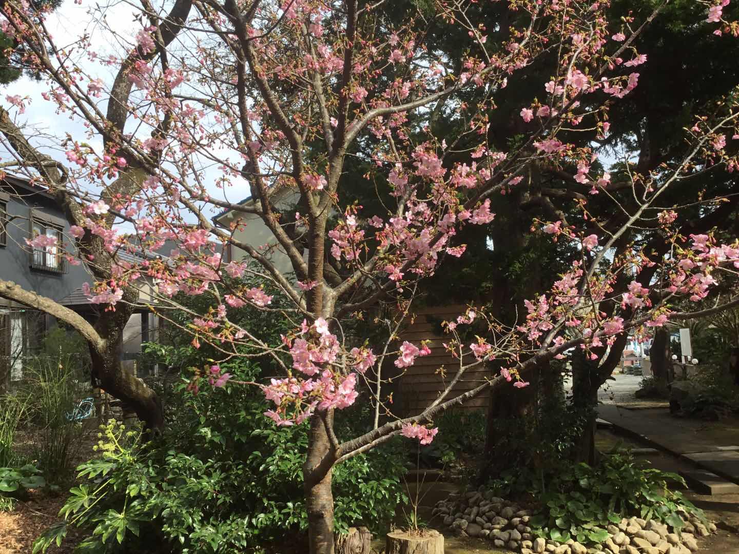 樱花红陌上 日本热门赏樱地攻略