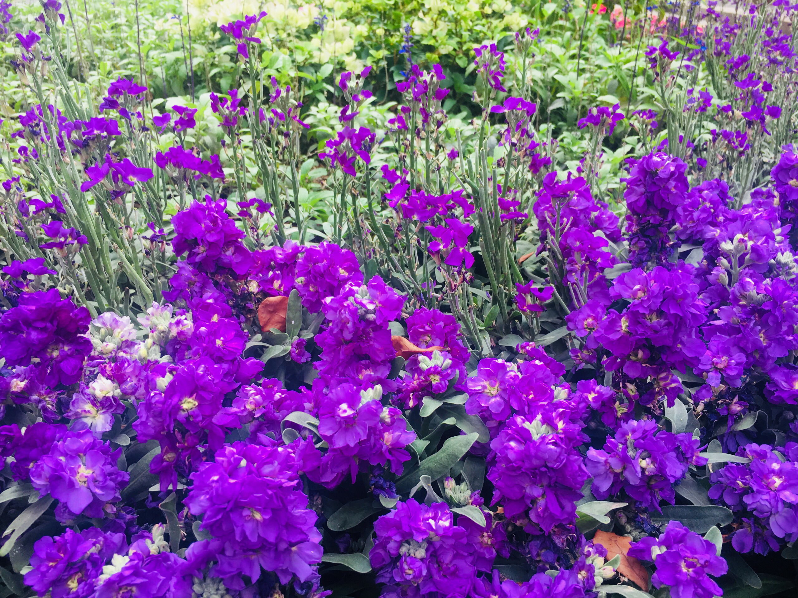 深圳美食-周黑鸭(深圳红山地铁店)