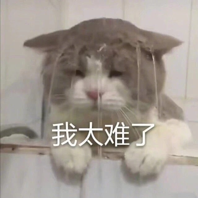 无尾熊