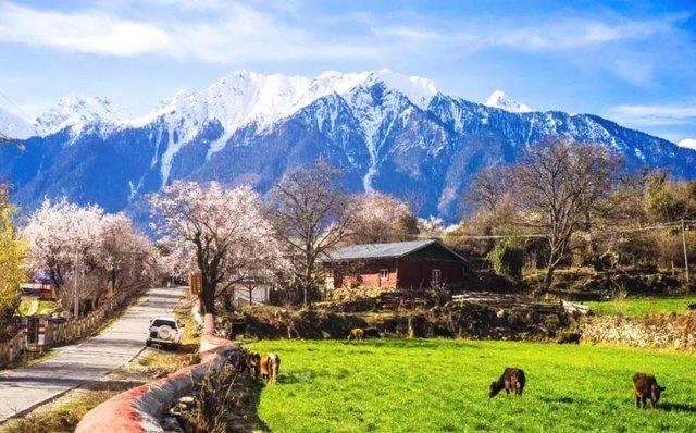 西藏自治区旅游 林芝旅游攻略 来索松村,雪山底下看桃花.