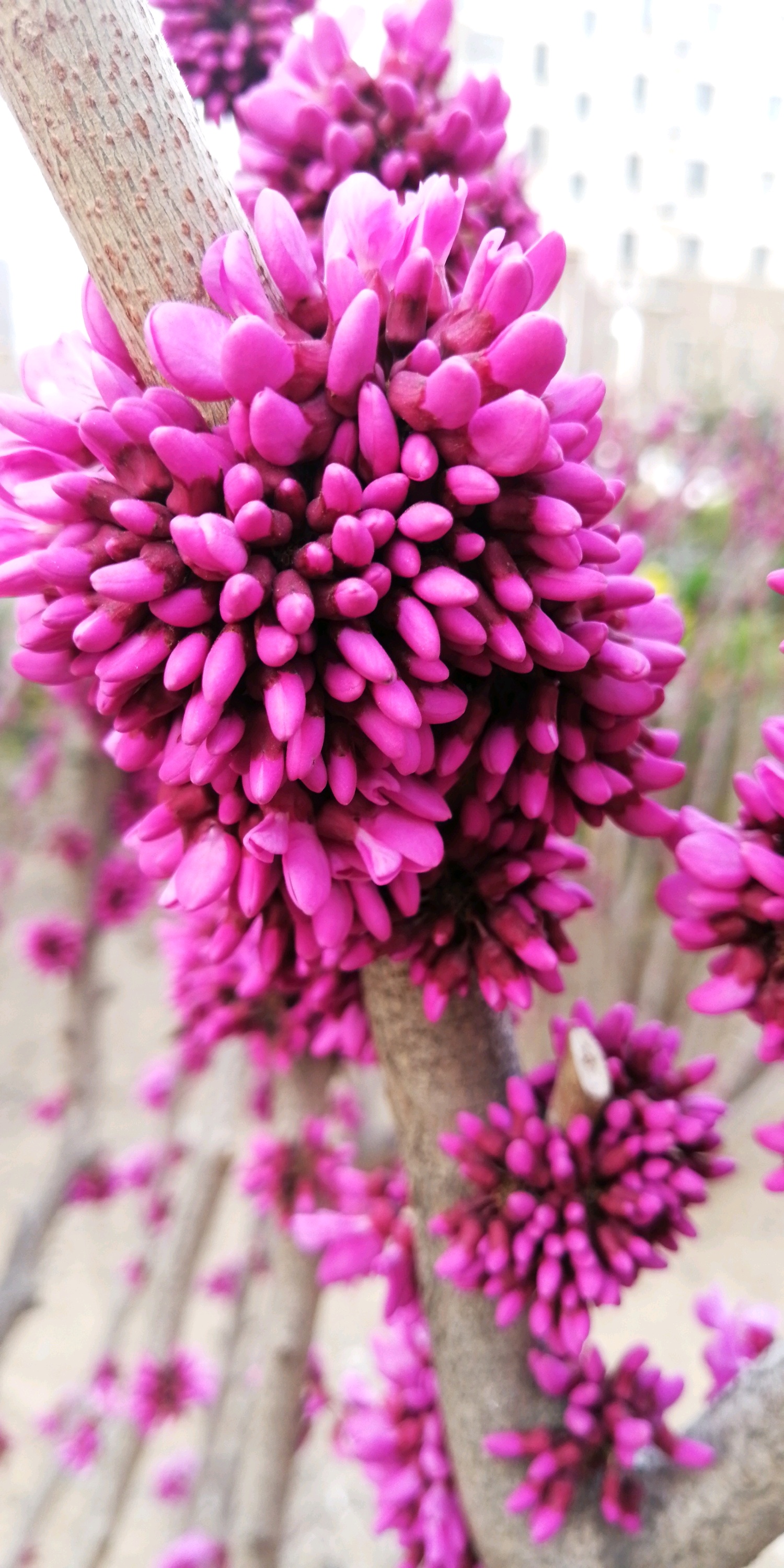 青岛美食-哥家厨房食疗养生会所