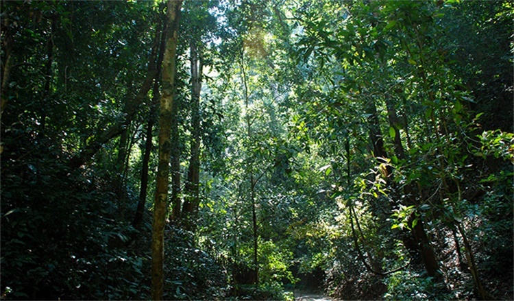 西双版纳原始森林公园景区大门票电瓶车票丛林飞跃a段b段票高空栈道票