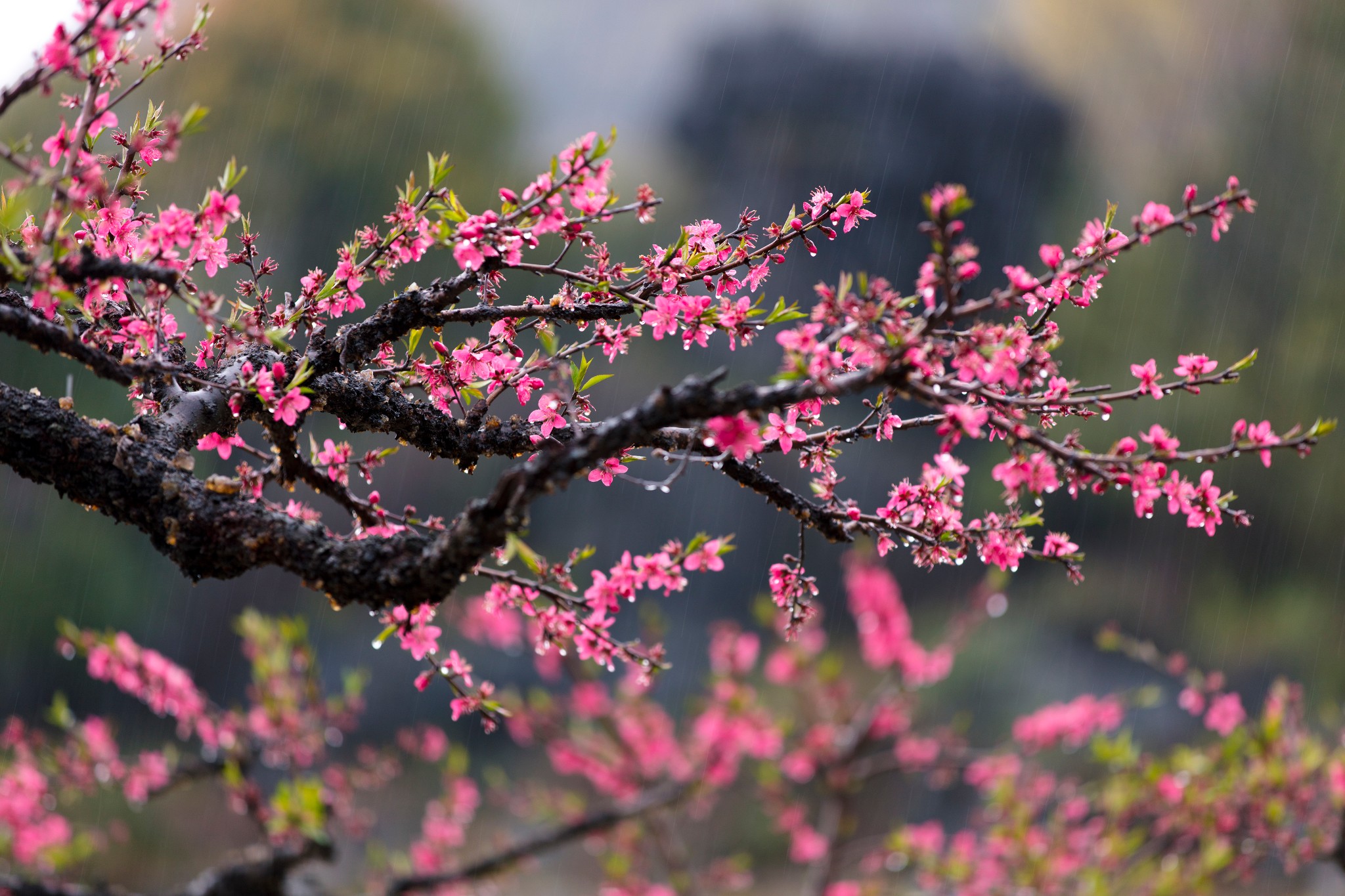 2019·连平·一场美恋的桃花雨