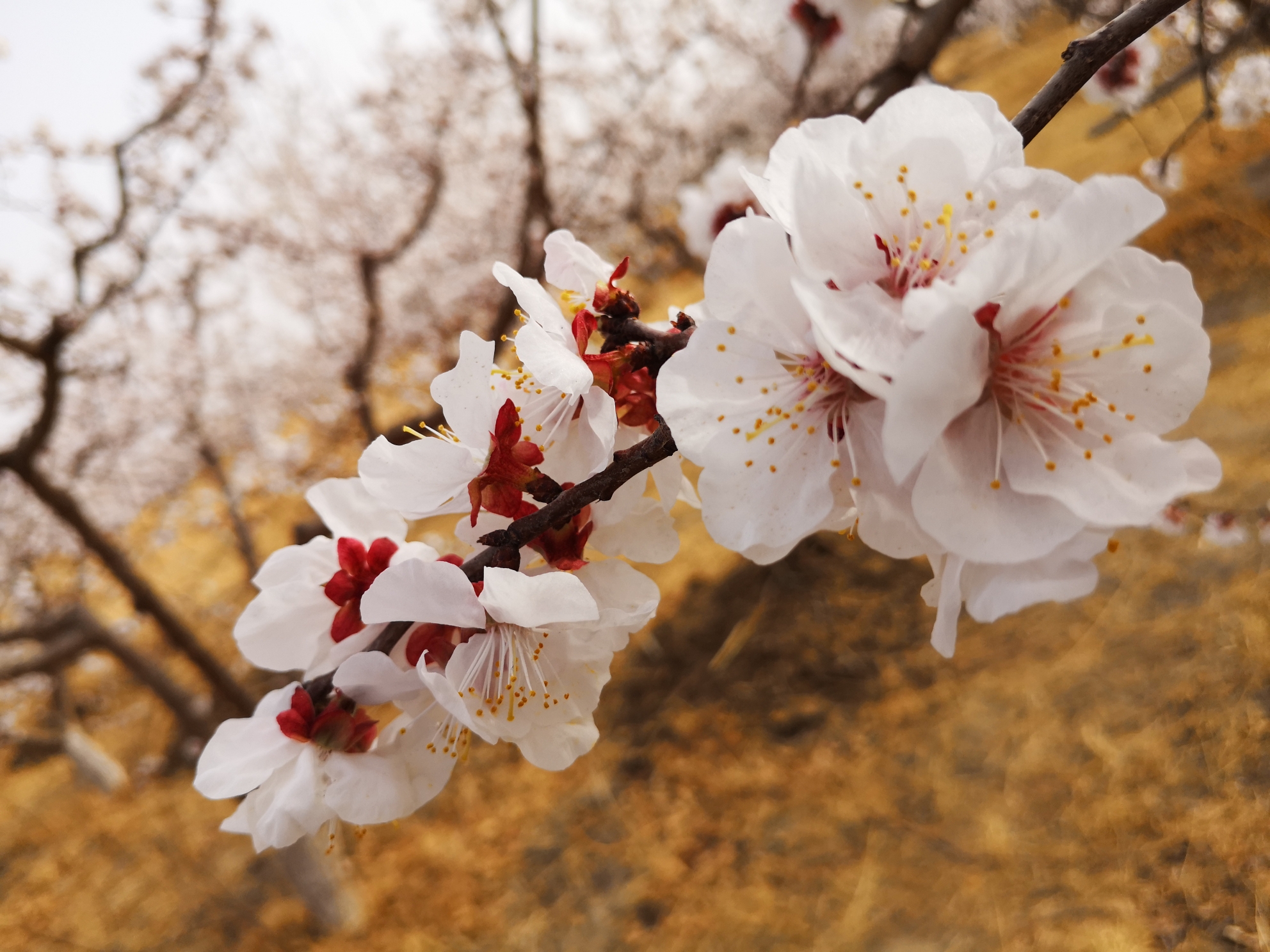 托克逊杏花一日游