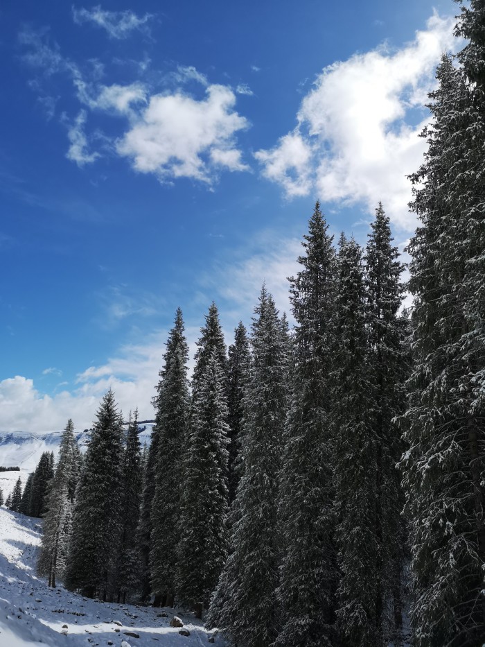 五一去伊犁,天气冷吗