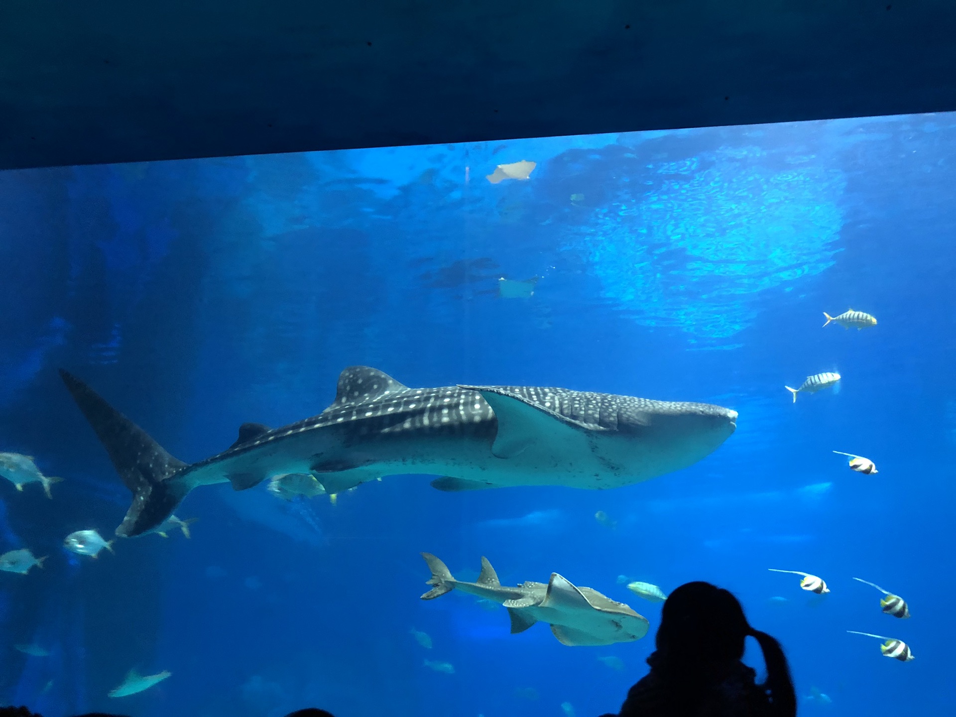 wKgEaVyQajaADDeNAAW-gwzg_Fk75.jpeg?imageView2%2F2%2Fw%2F680%2Fq%2F90%7CimageMogr2%2Fstrip%2Fquality%2F90