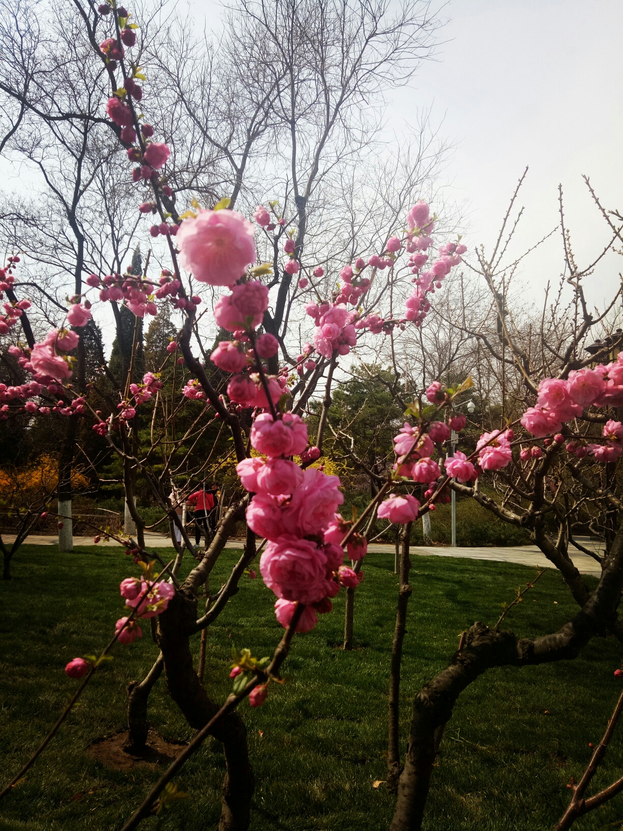 2019-3-29北京地坛公园之春赏花无花