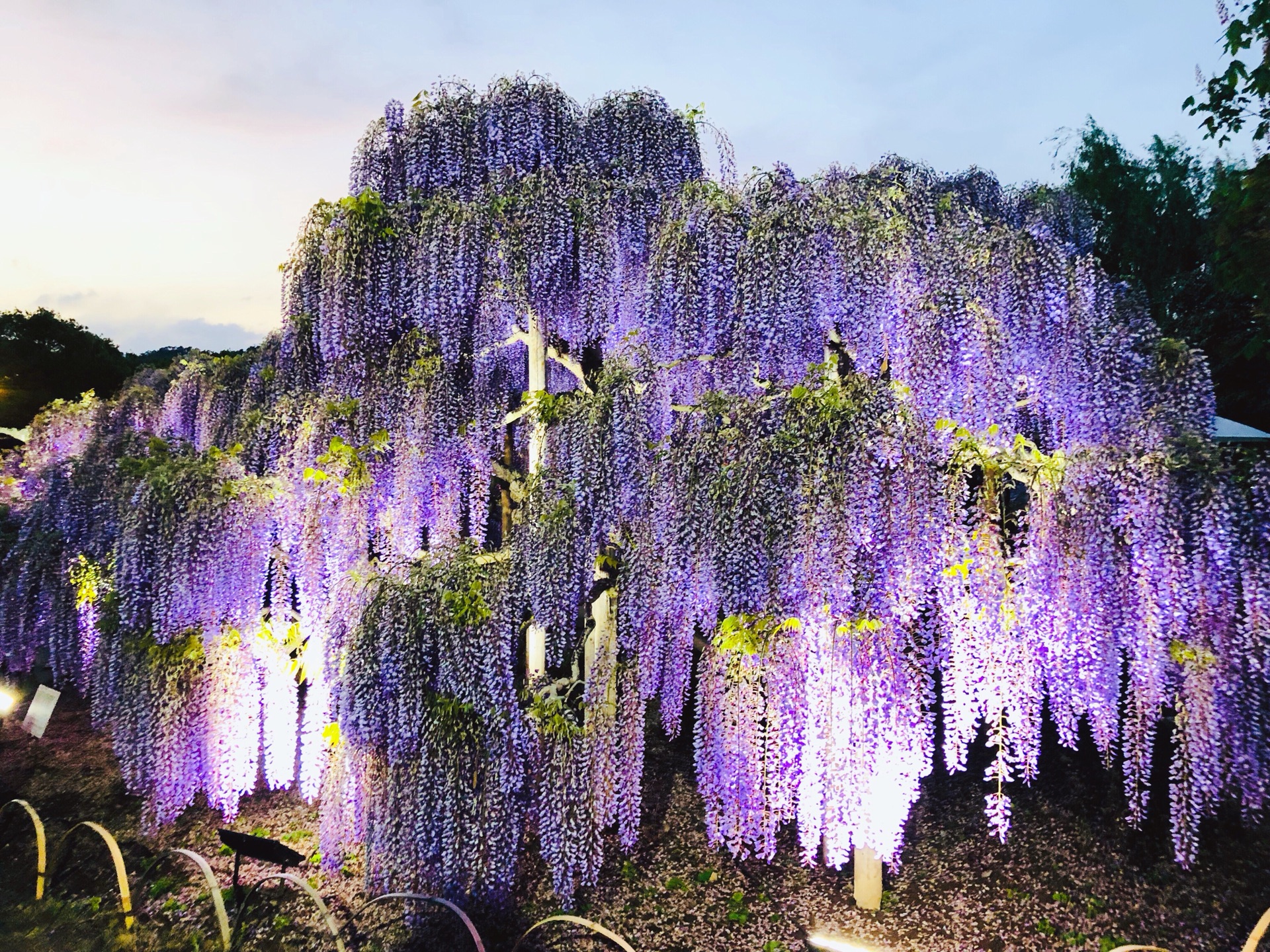 世界上最美的紫藤花在日本足利