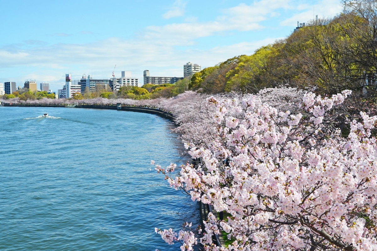 快来看樱花季新预测!
