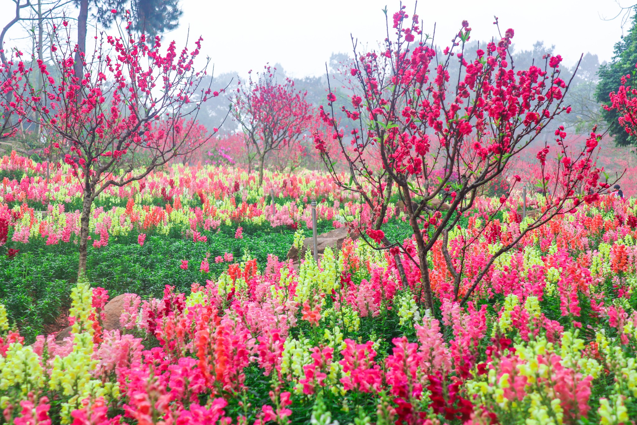 南宁一两天游玩推荐，吃饱观花看夜景【396P】_游记