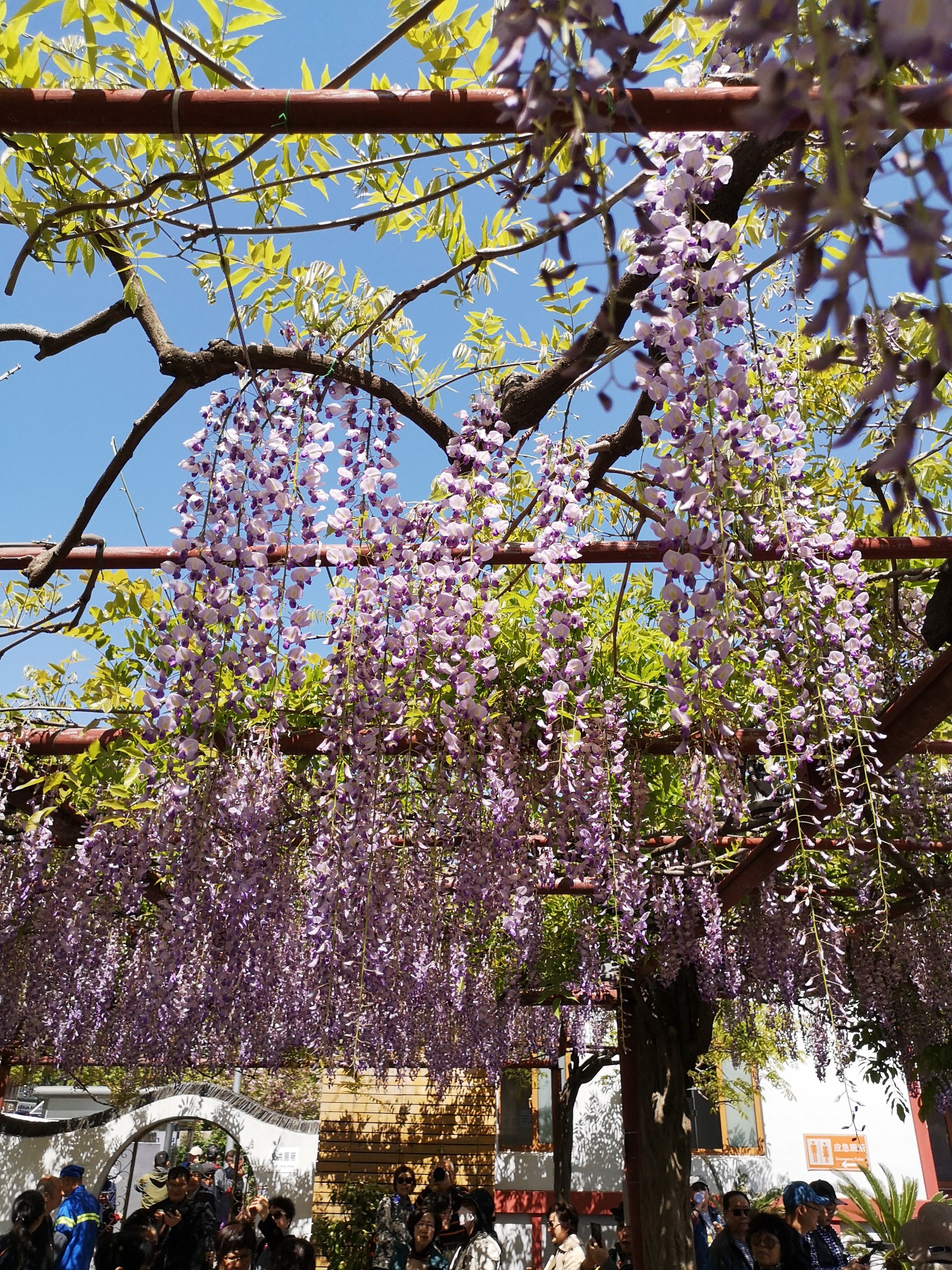 兄妹姑嫂嘉定紫藤花园赏花记