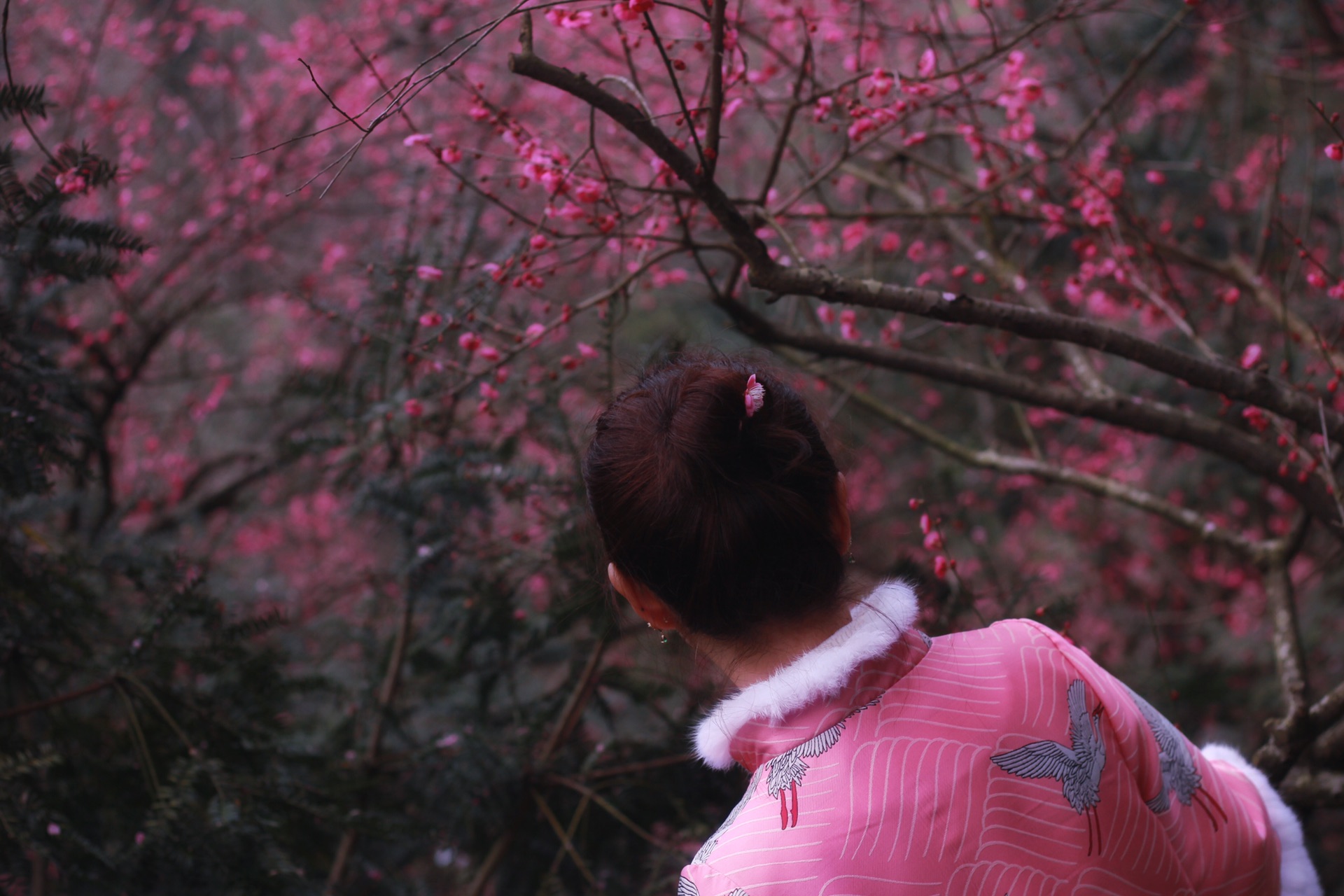 拍花记—梅园赏花_游记