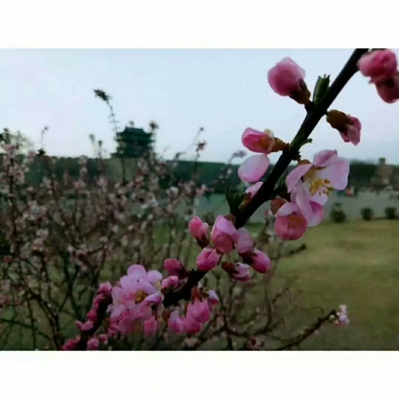 清明踏春好去处，平遥古城走一回_游记