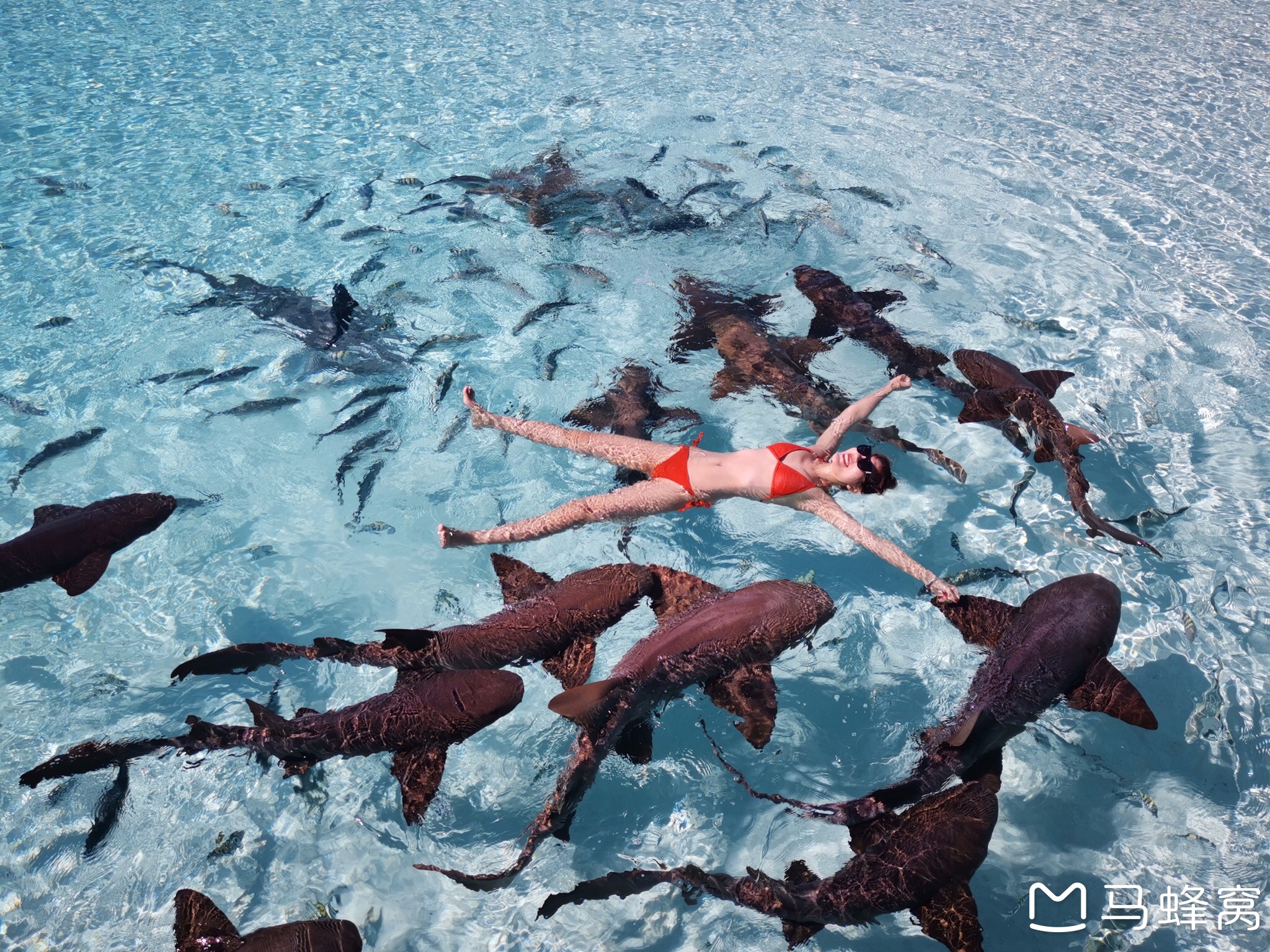 巴哈马➕美国迈阿密—猪岛粉色沙滩干货攻略_游记