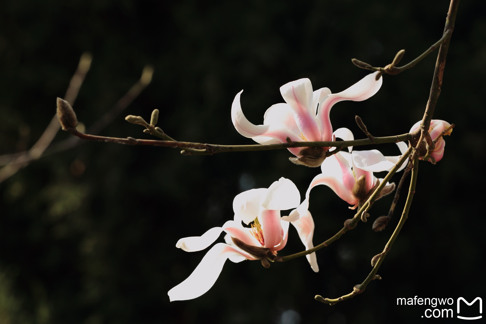 迎和煦春风 看百花盛开