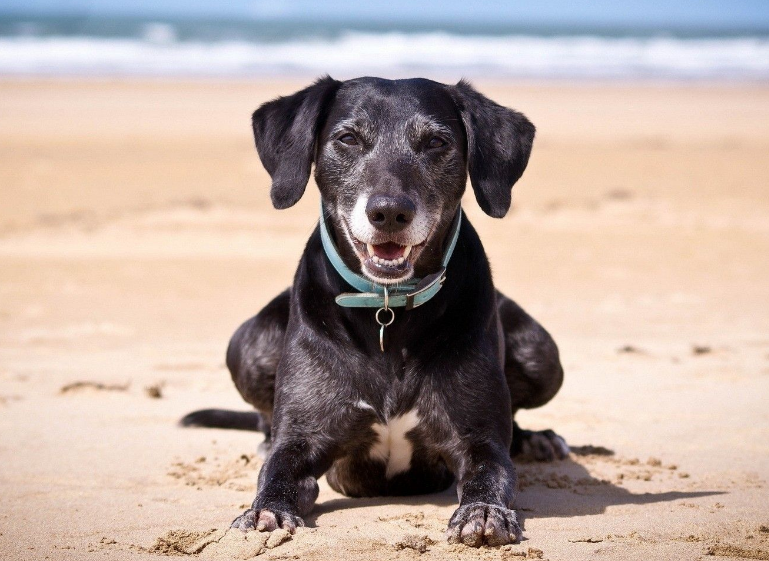 成犬粮和幼犬粮区别?成犬粮哪个牌子好