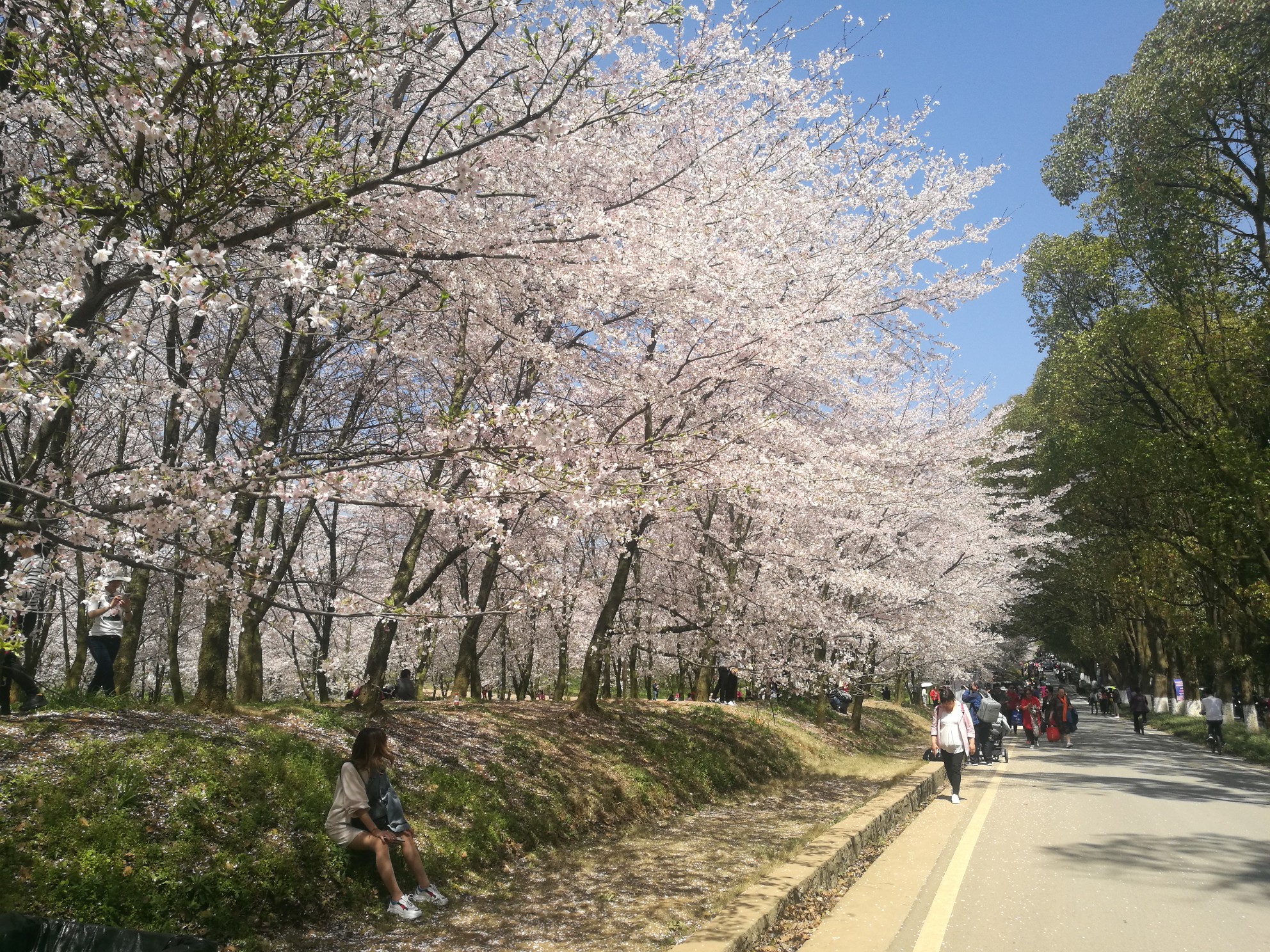 贵州-平坝樱花农场