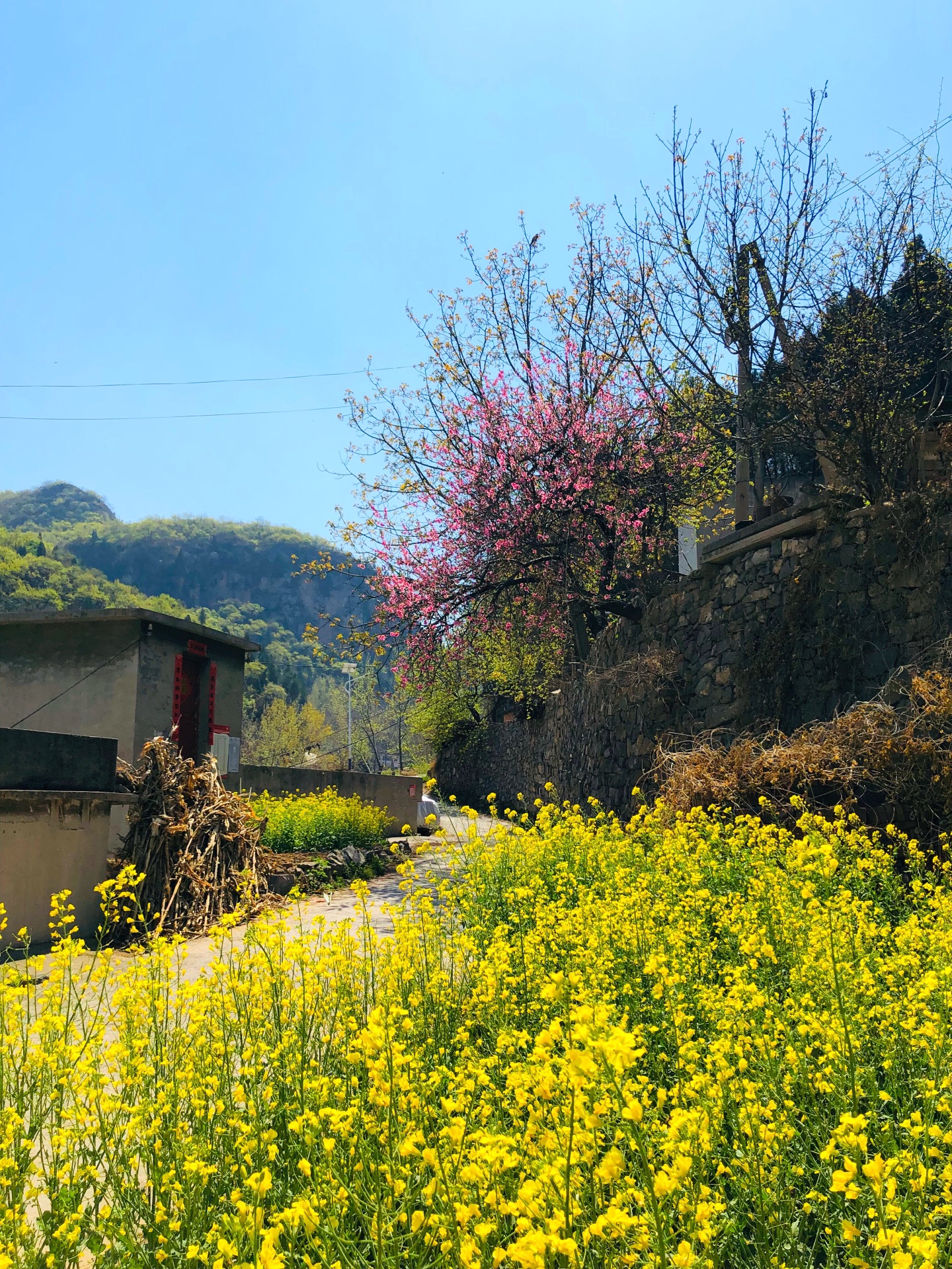 春风青草香,松林农家院