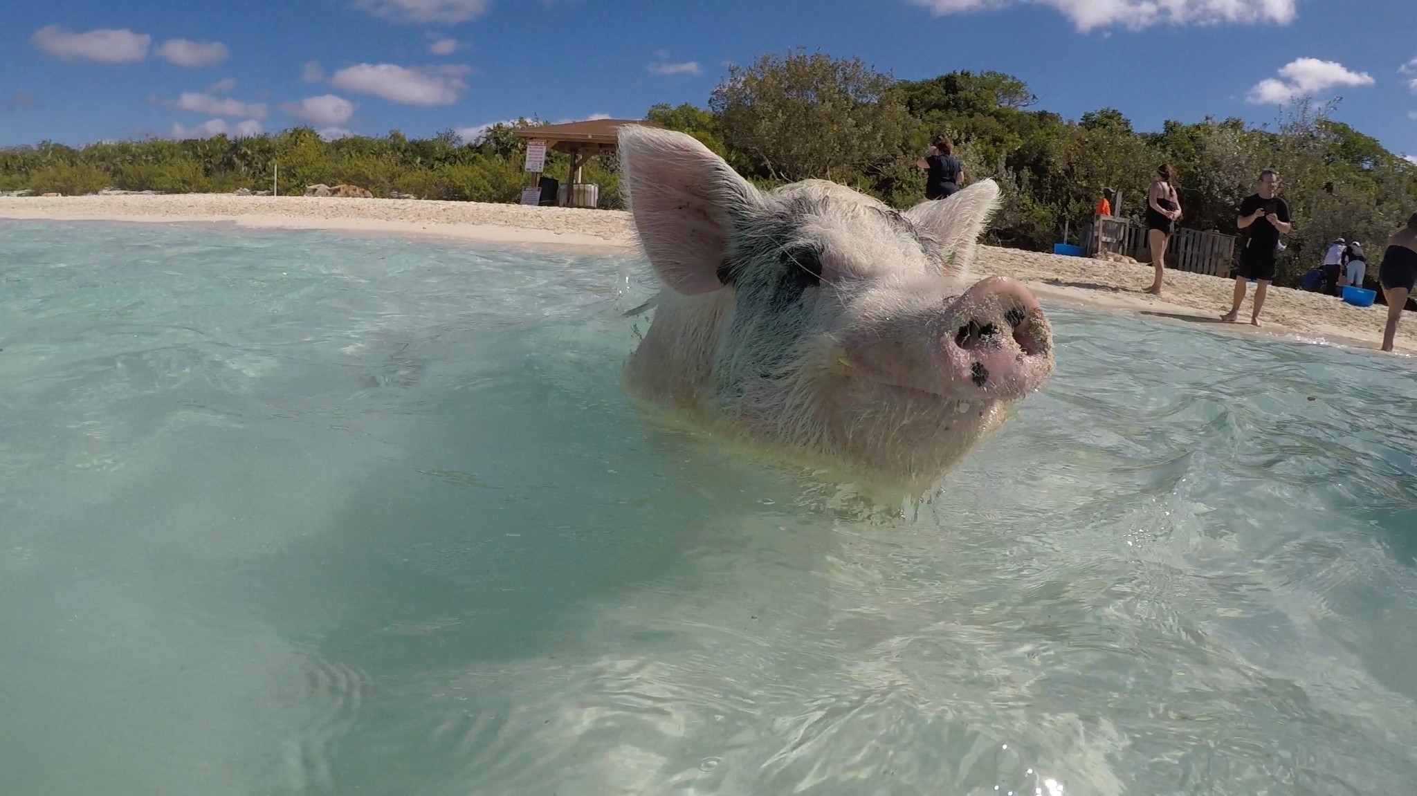 ·猪年春节和小猪猪一起去游泳——巴哈马“纸醉金迷”全记录（附超详细攻略吃喝玩乐）_游记