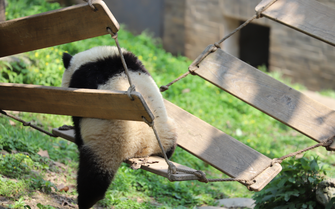 四川现在的天气如何，打算去那边自由行