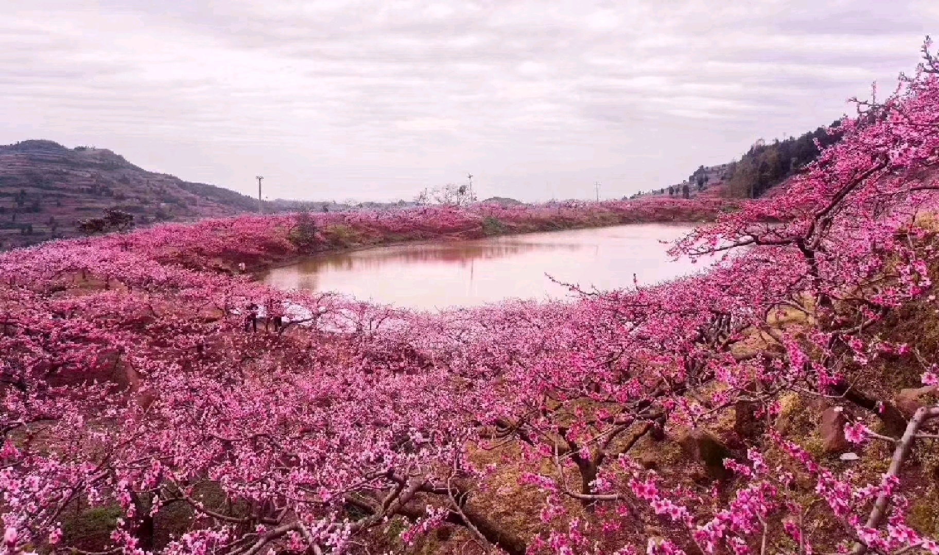 【龙泉驿景点图片】桃花故里