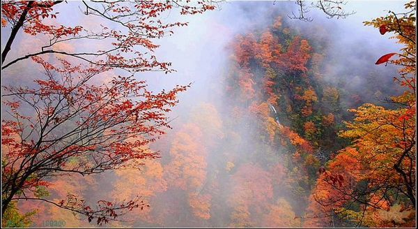 光雾山桃园景区电子票/光雾山桃园景区欢迎您(提前1天