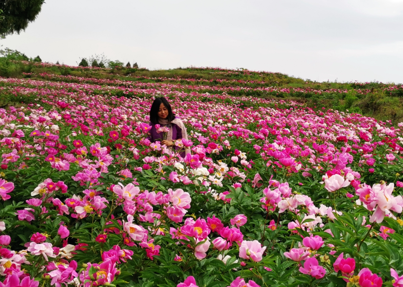 中江县凡龙村花千谷,芍药花盛开