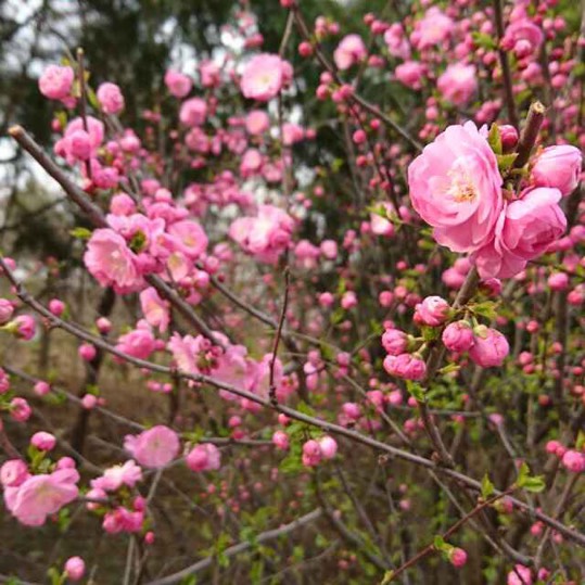 小蒙慢慢