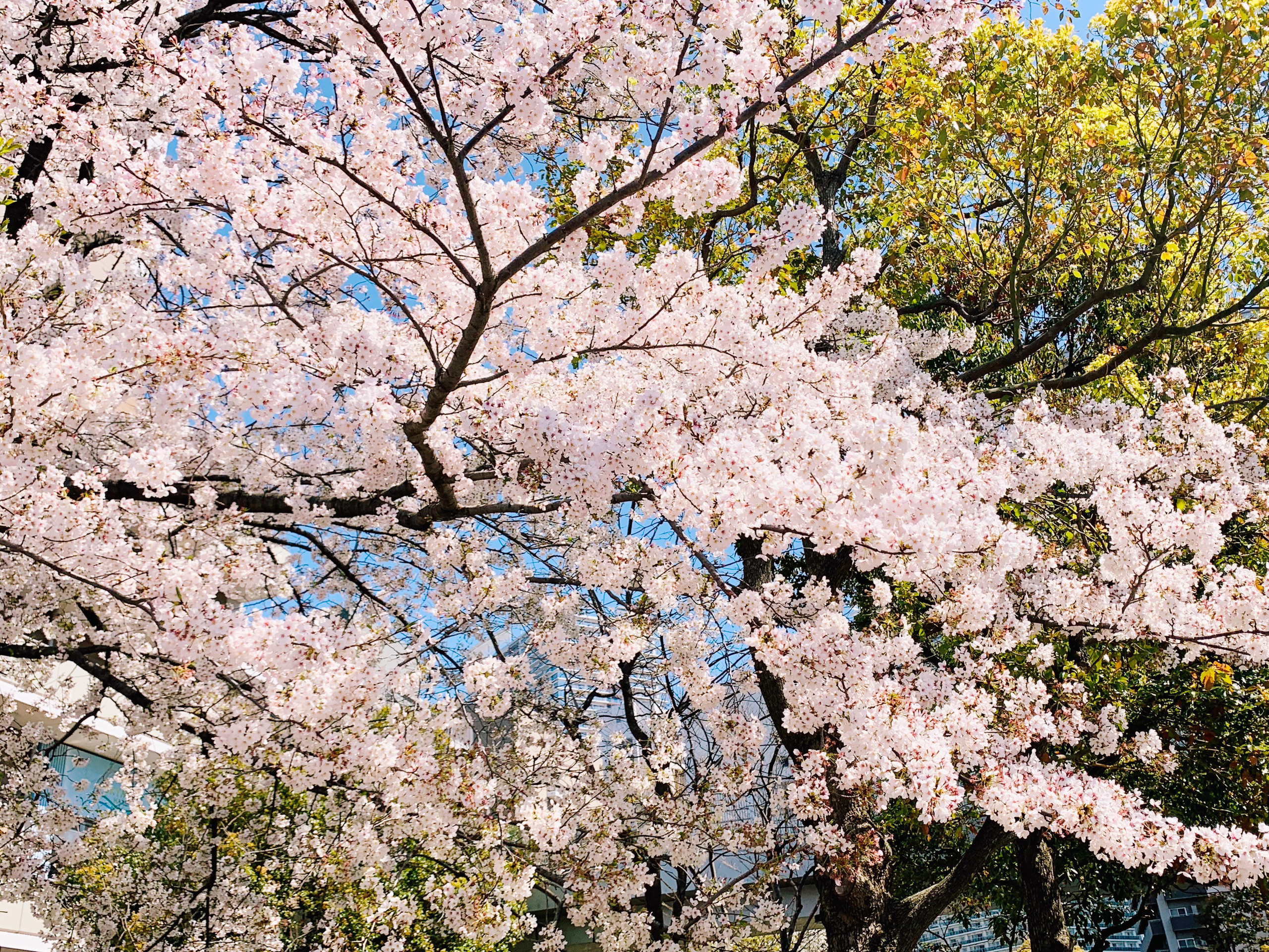 东京美食-ちゃんこ 晴海
