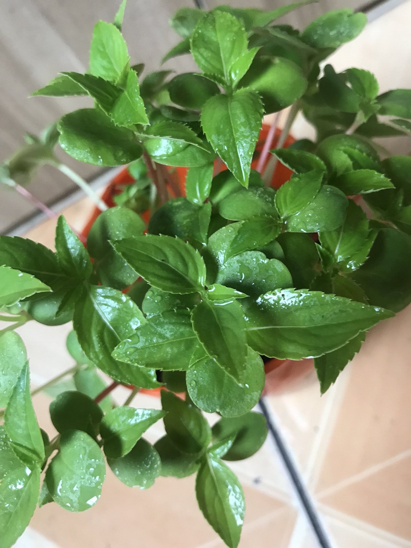 凤仙花生长日记