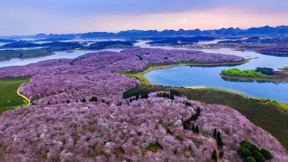 ·#多彩贵州#贵安平坝万亩樱花季（不@武大 不✈︎日本，梦幻花海就在身边 触手可及)_游记