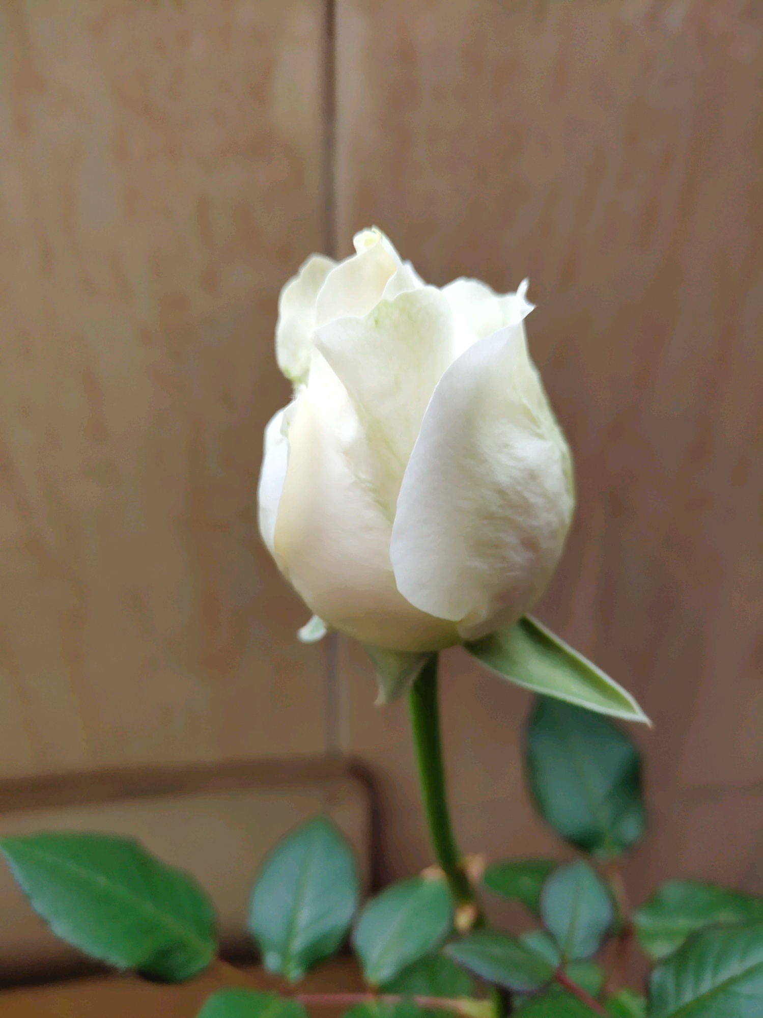 青岛美食-熙顺紫菜包饭