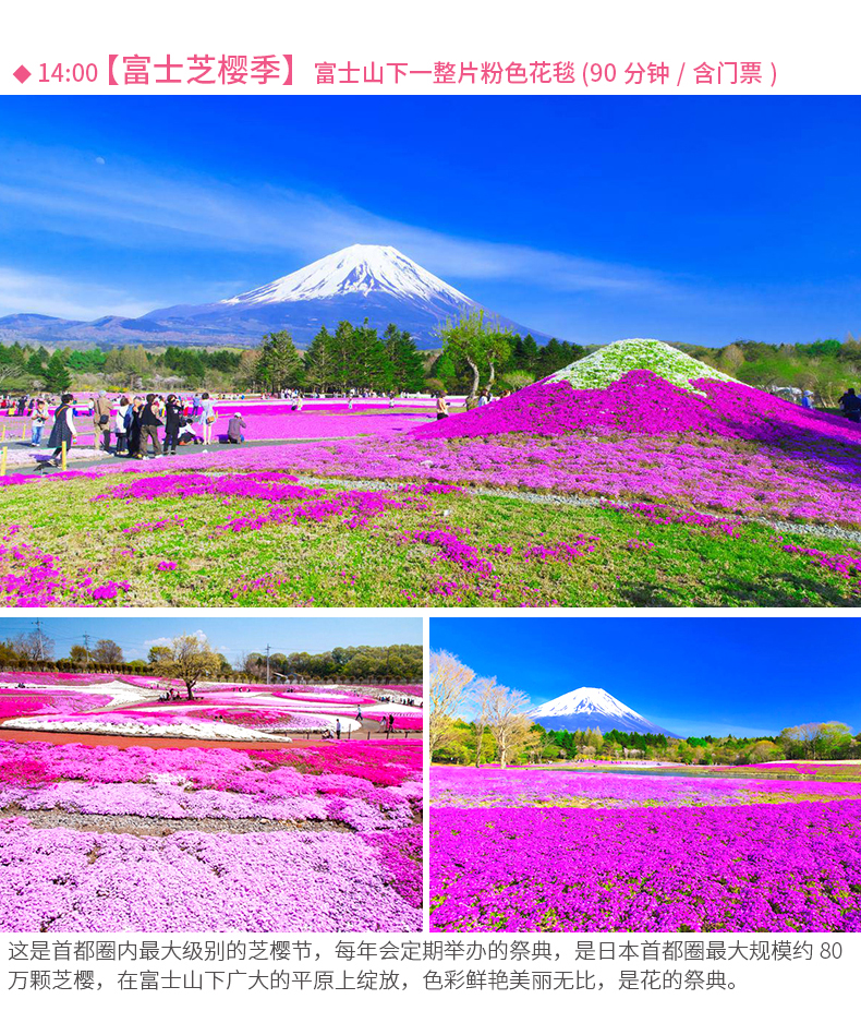 富士山双花展一日游(河口湖芝樱节 富士山天空郁金香节 山梨名物馎饦