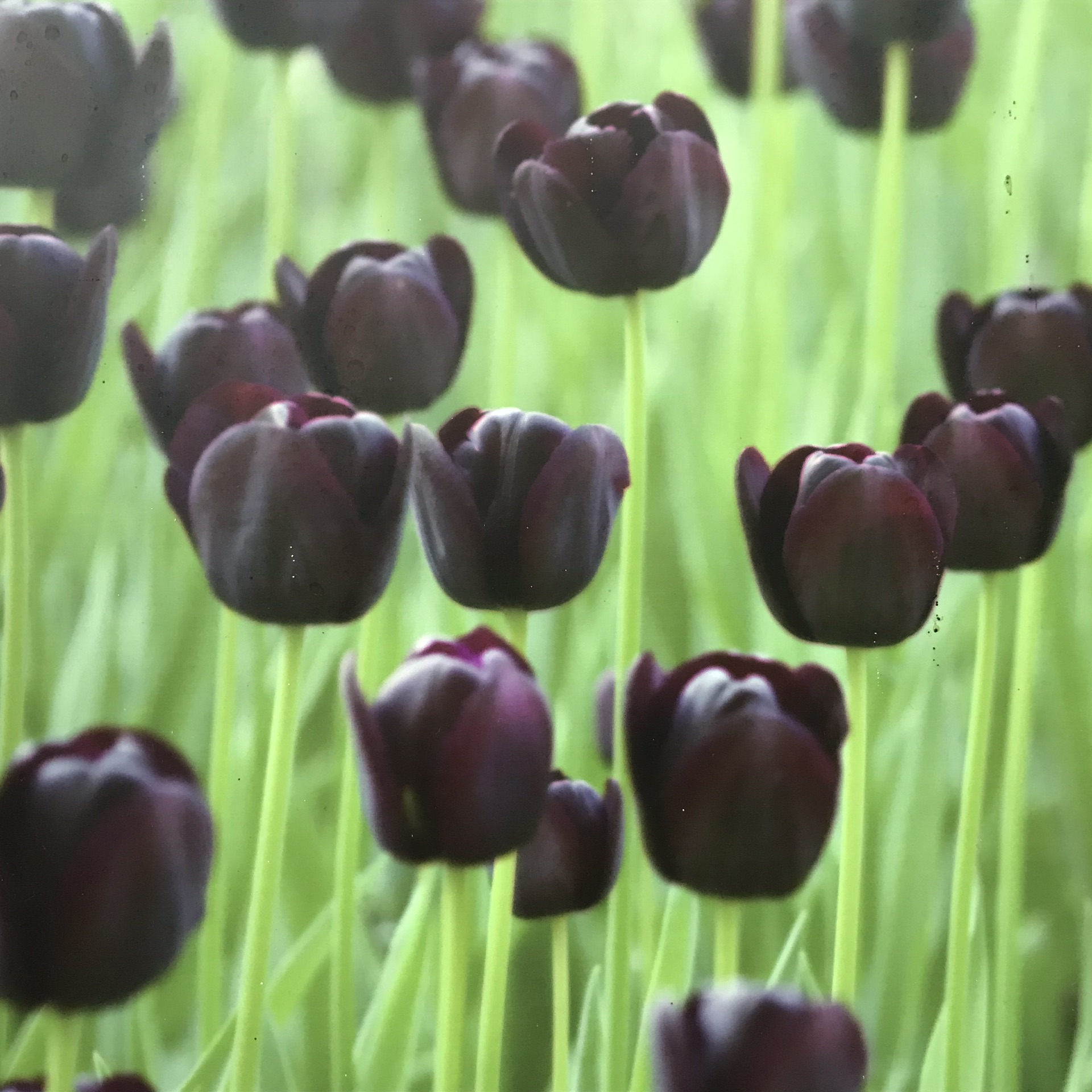 郁金香花语，天女下岭南