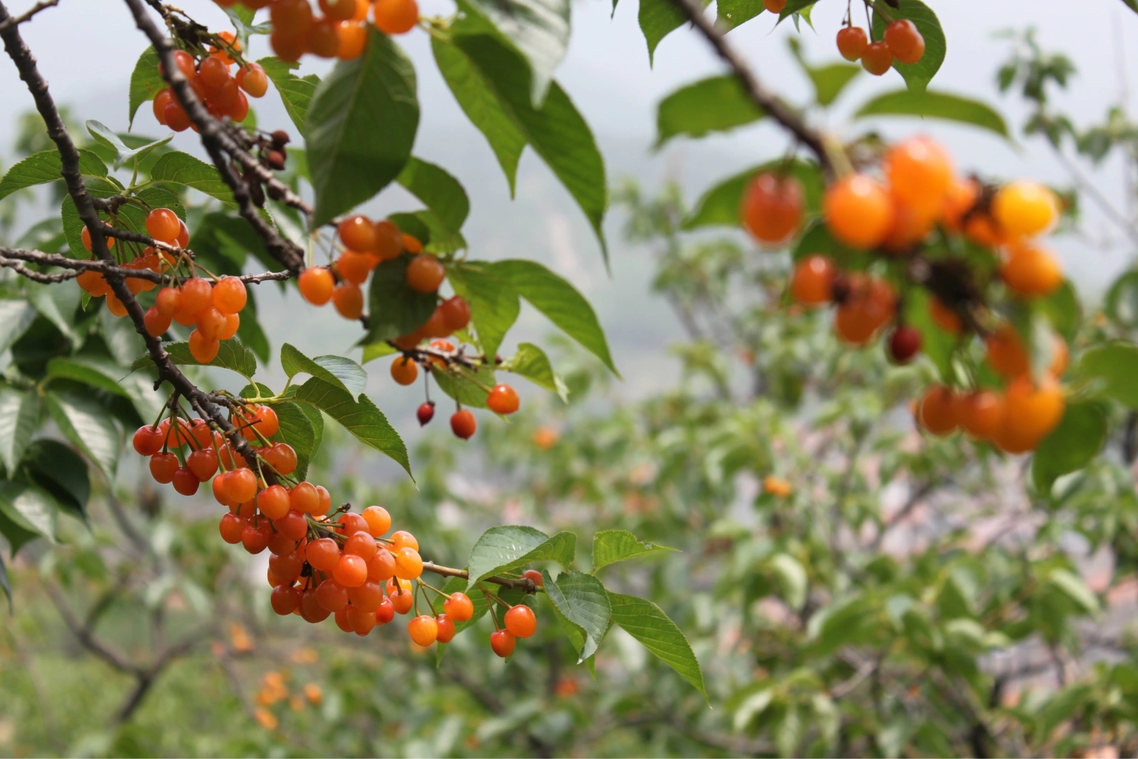 小鸡的平凡生活——忙里偷闲_游记