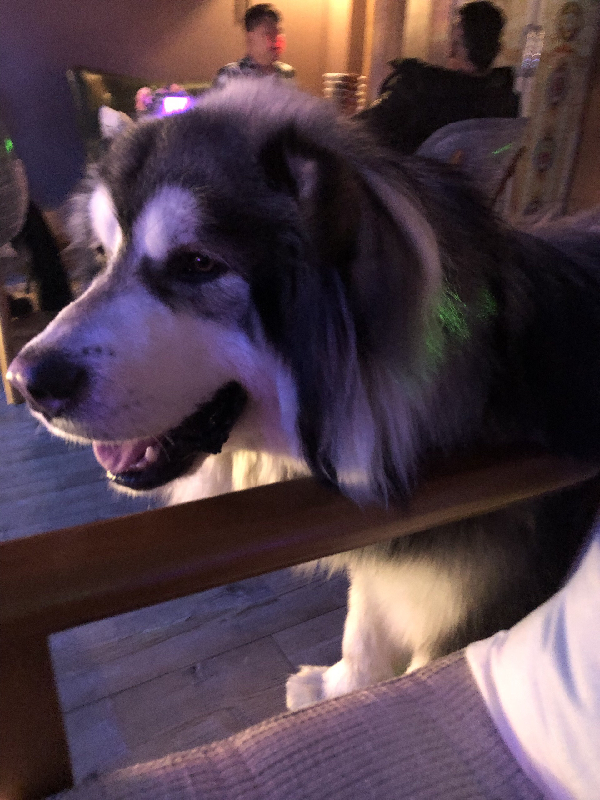 丽江娱乐-果戈里酒吧