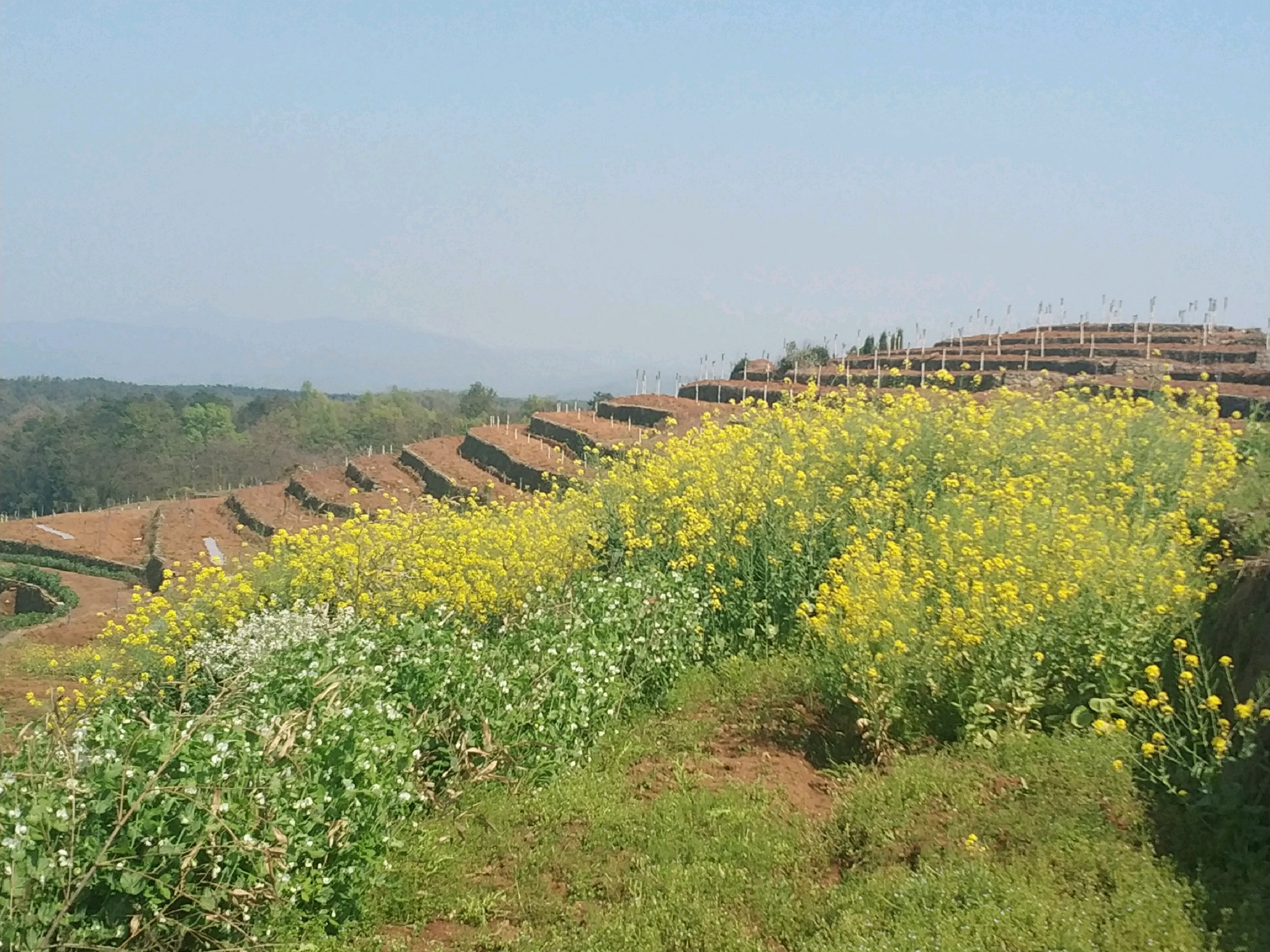 嵊州美食-珍青年 沪杭甬本帮餐厅