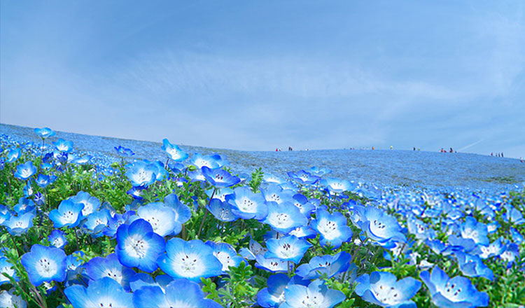 日本春季赏花之旅 蓝色花海粉蝶花 梦幻紫藤花点灯一日游(足利花卉