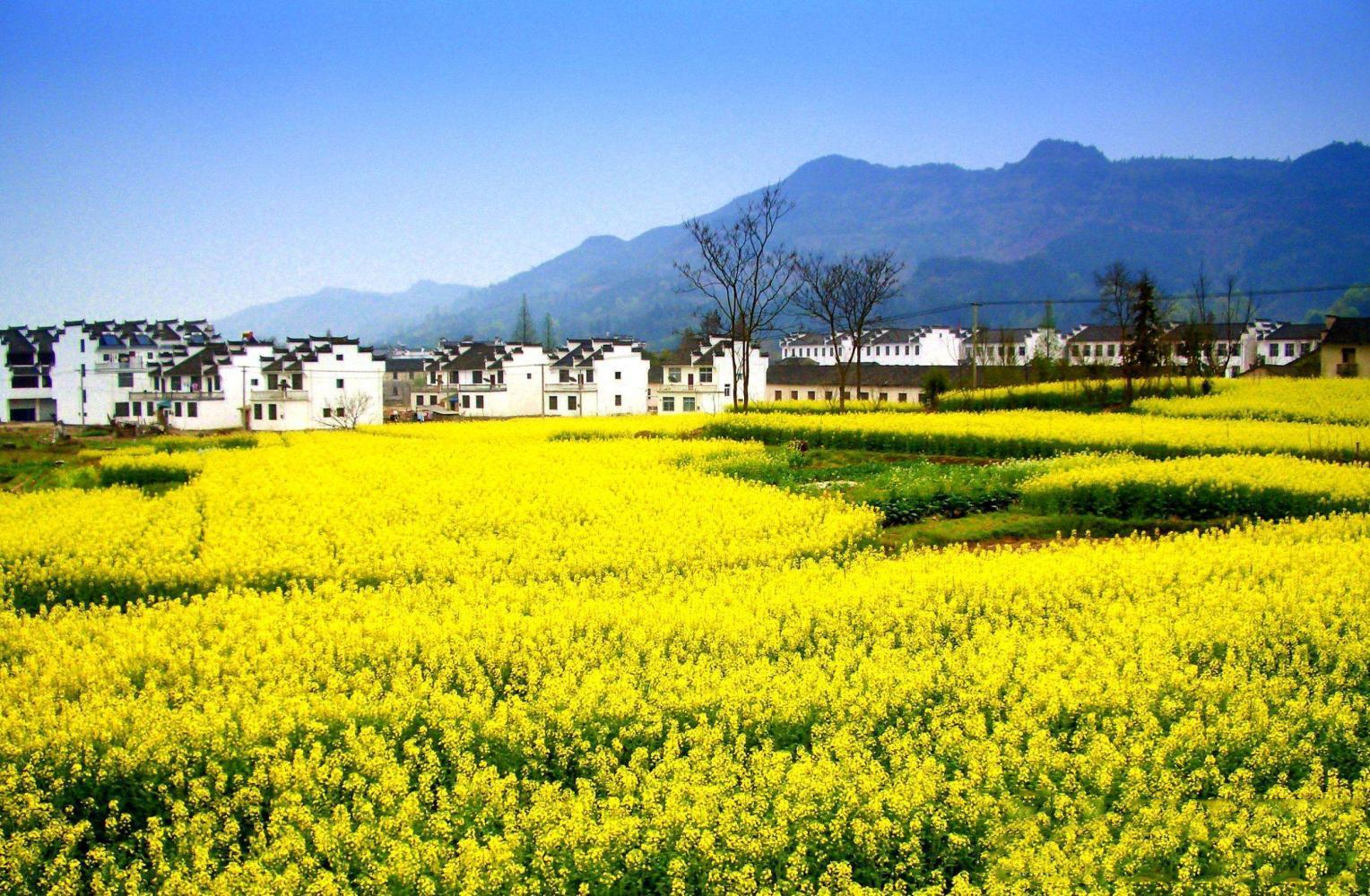              江西婺源油菜花海