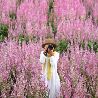 Go心疆菲