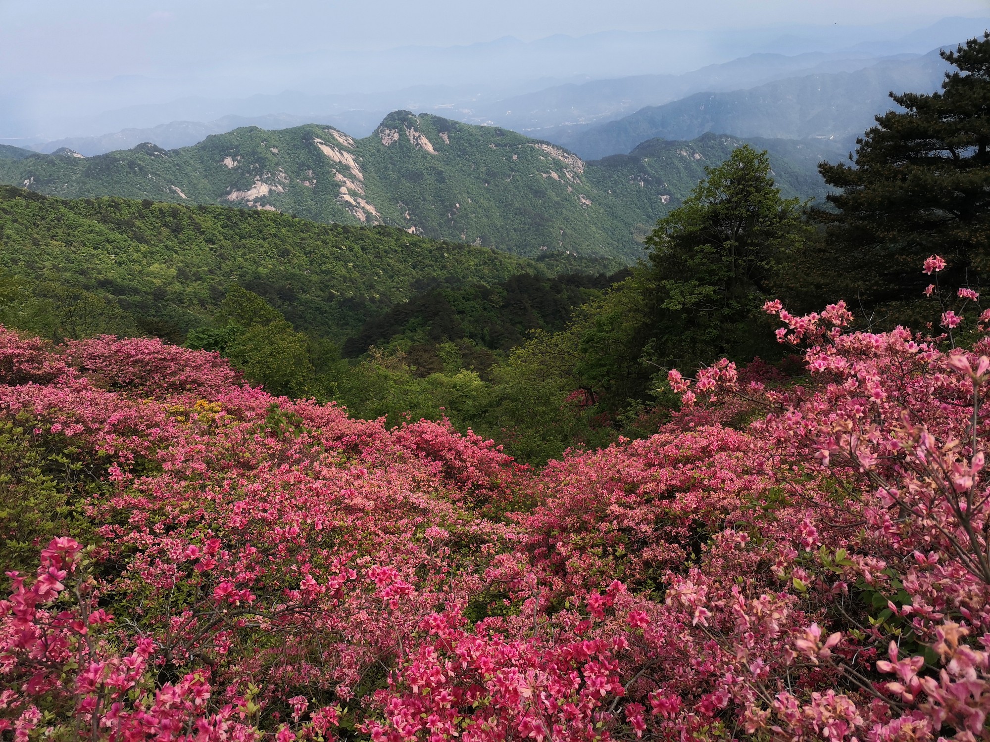 麻城龟峰山杜鹃花一日游