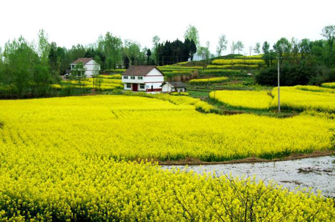 2019春季国内赏油菜花,7大景区供你选择