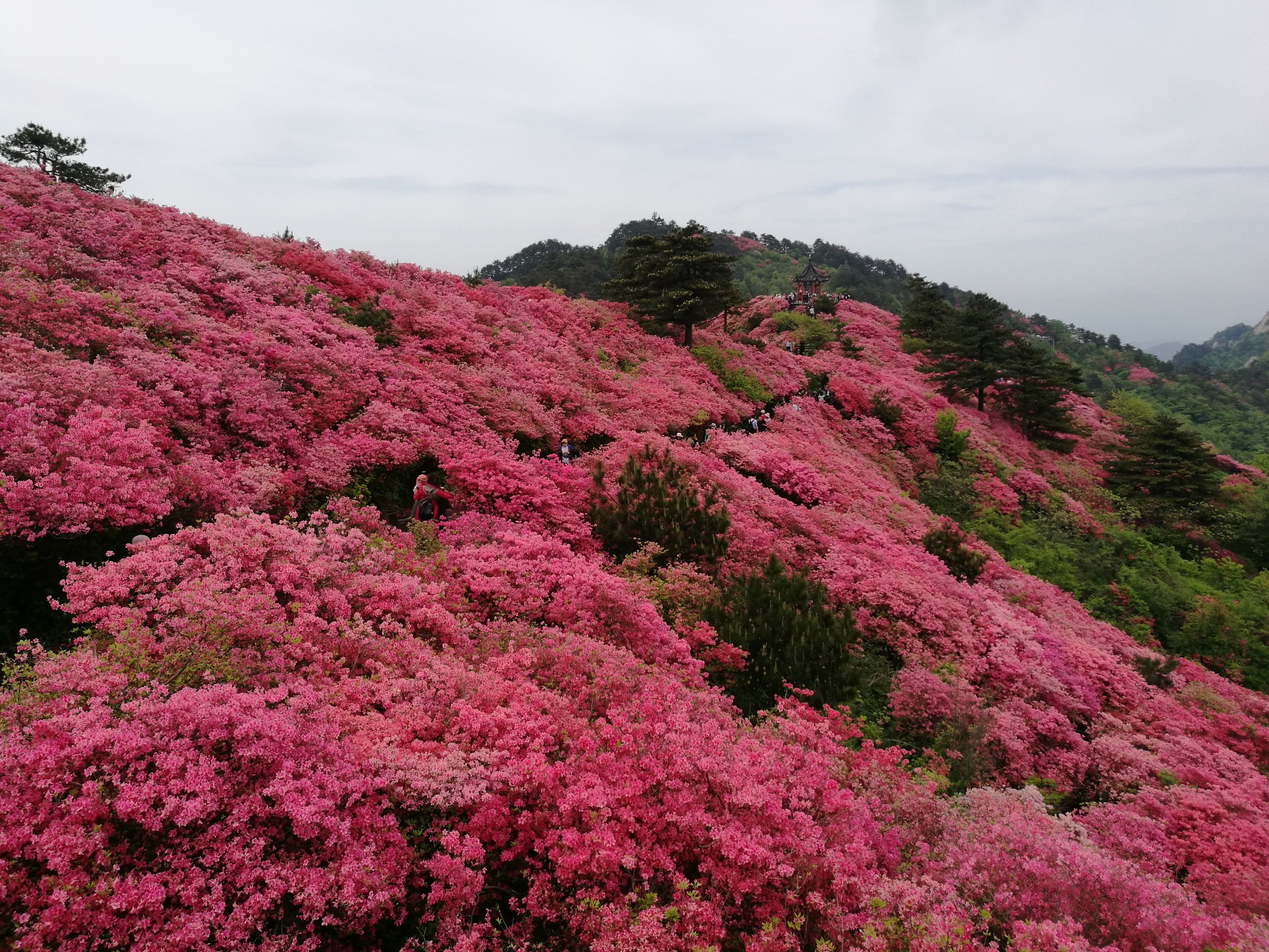 自驾游之麻城杜鹃花