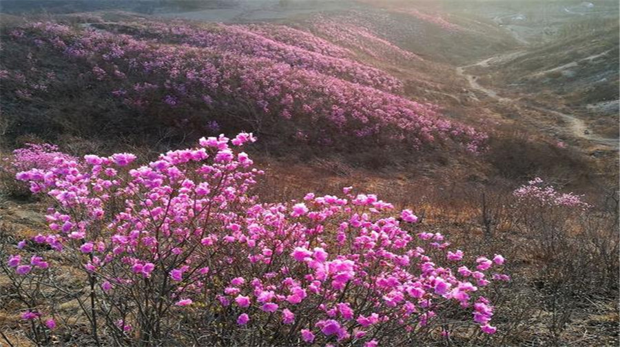 岫岩千亩映山红景区