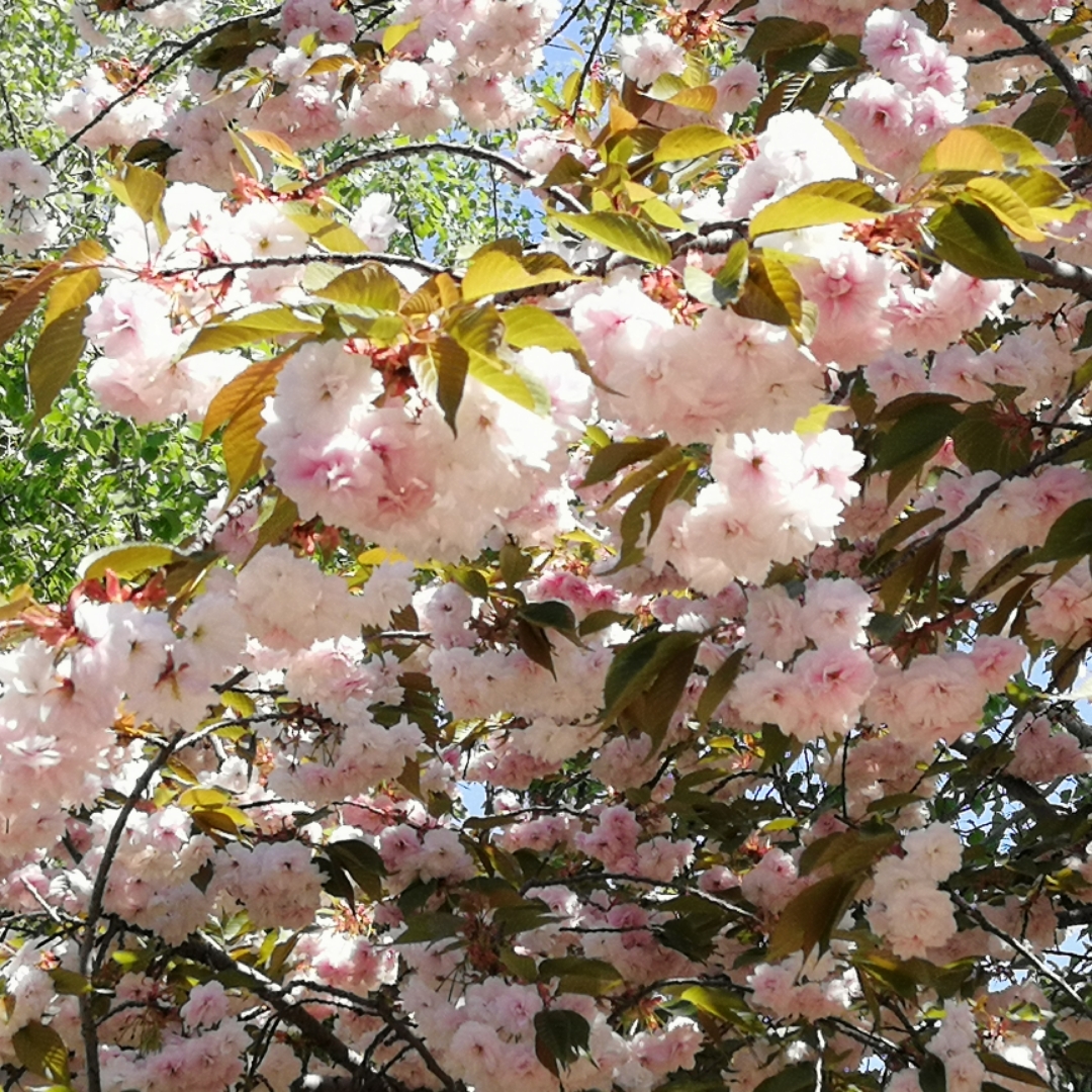 梦里不知身是客