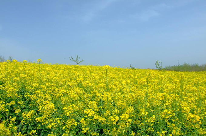 2019春季国内赏油菜花,7大景区供你选择