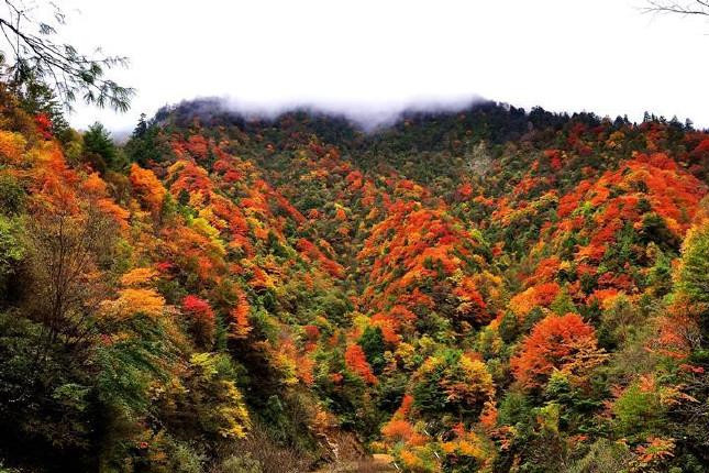 唐家河风景区电子票/唐家河风景区欢迎您(下单1小时后方可使用/未用可